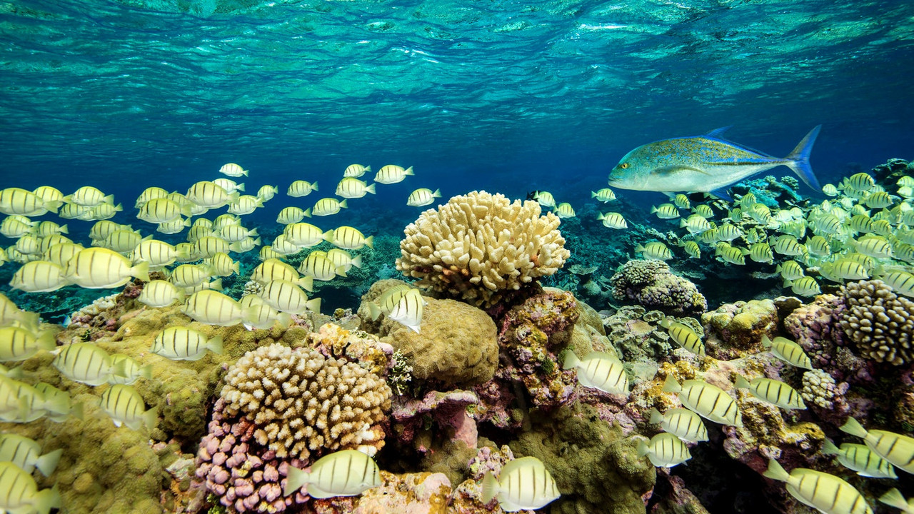 Ocean Paradise backdrop