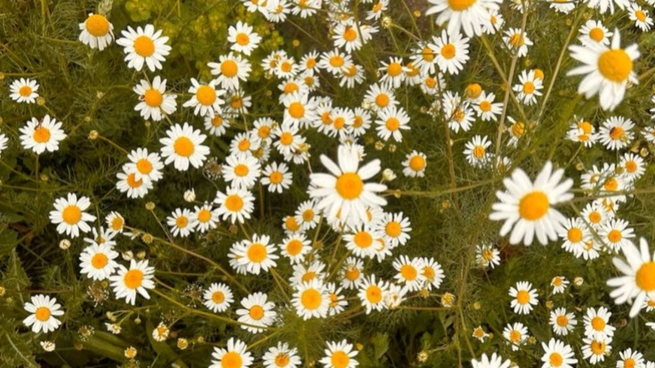 To Build a New Home - Volume 1 backdrop