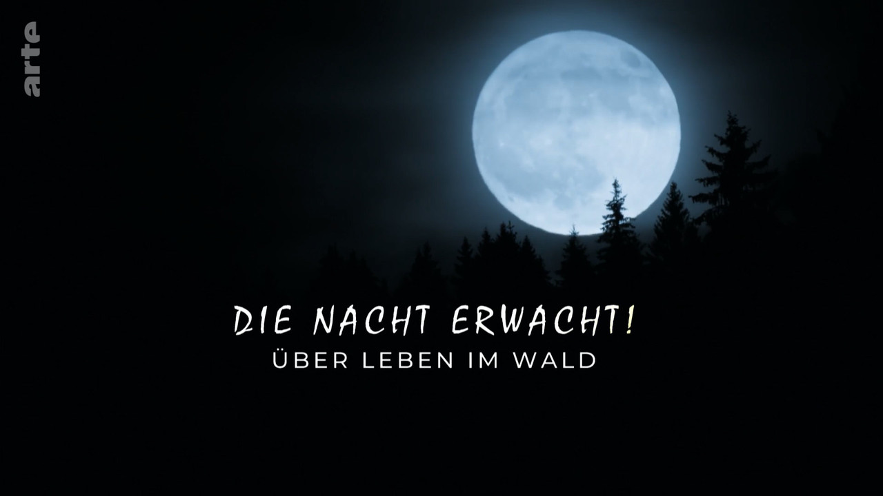 Die Nacht erwacht! Über Leben im Wald backdrop
