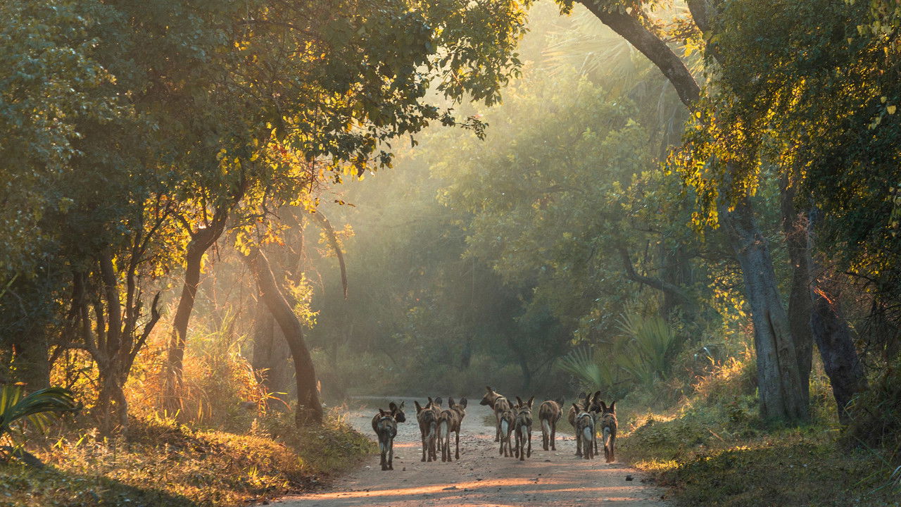 Return of the Predators backdrop