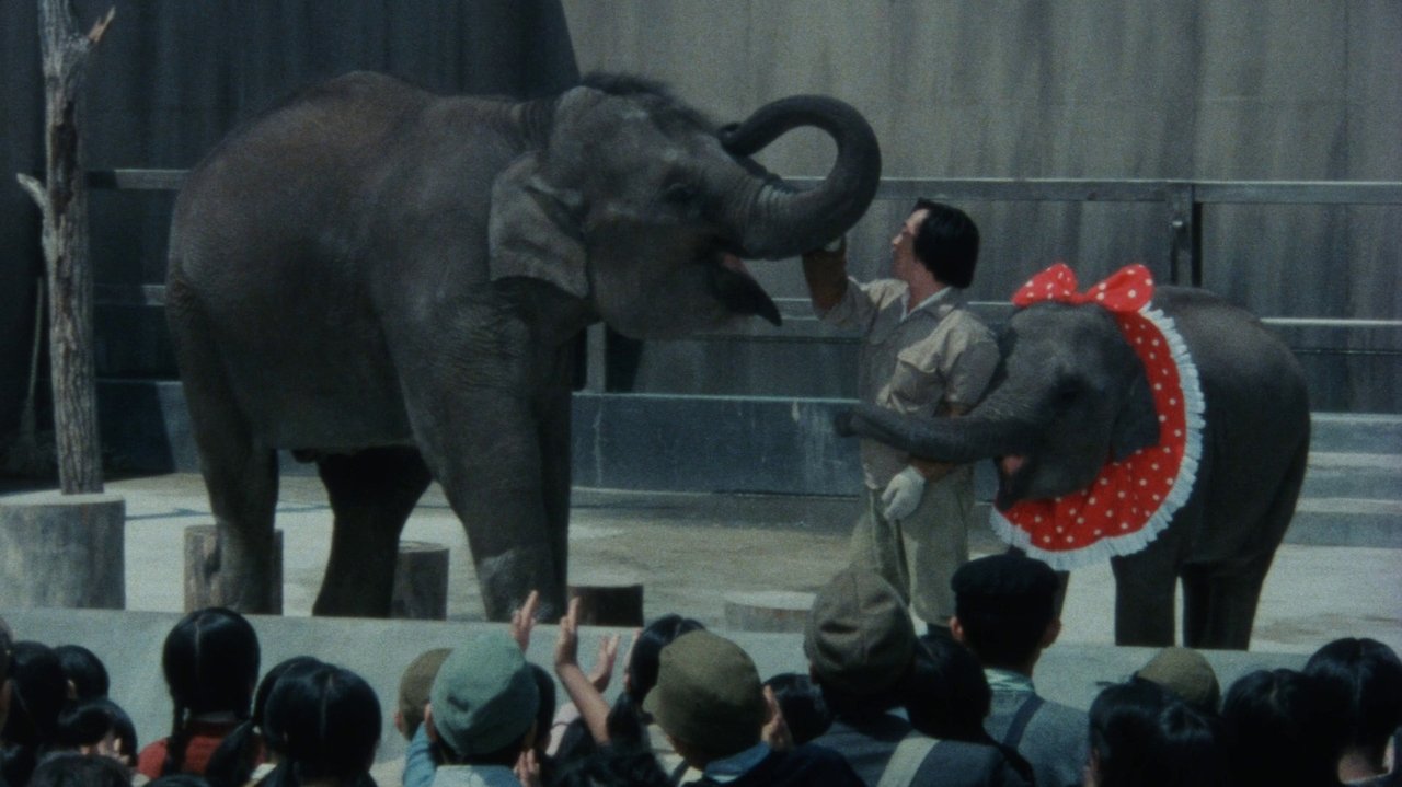 Baby Elephant Story: The angel who descended to earth backdrop