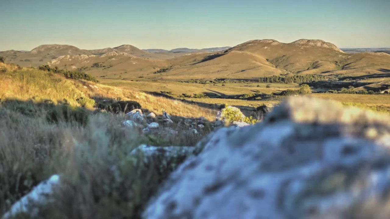 Wild Uruguay backdrop