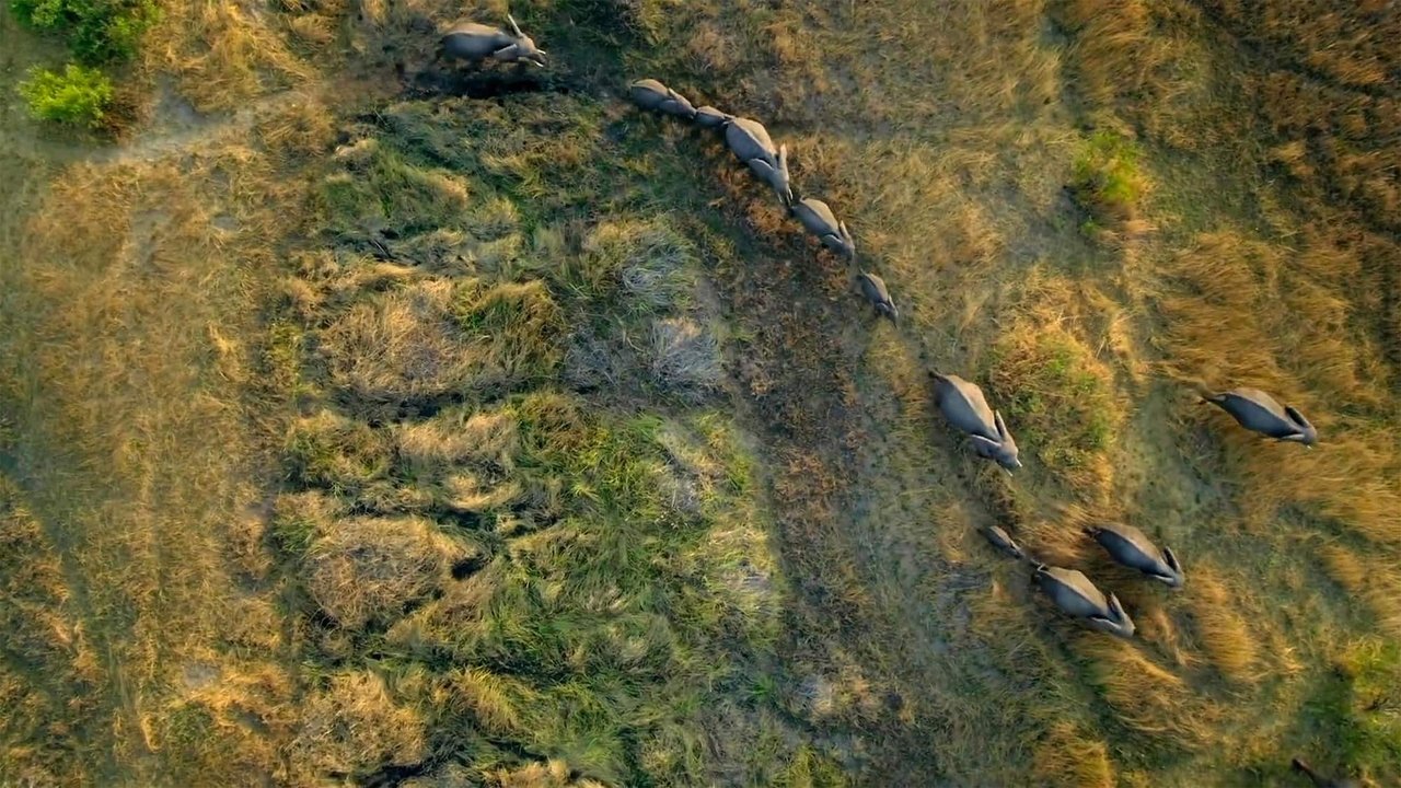 Migrations: Herds on the Move backdrop