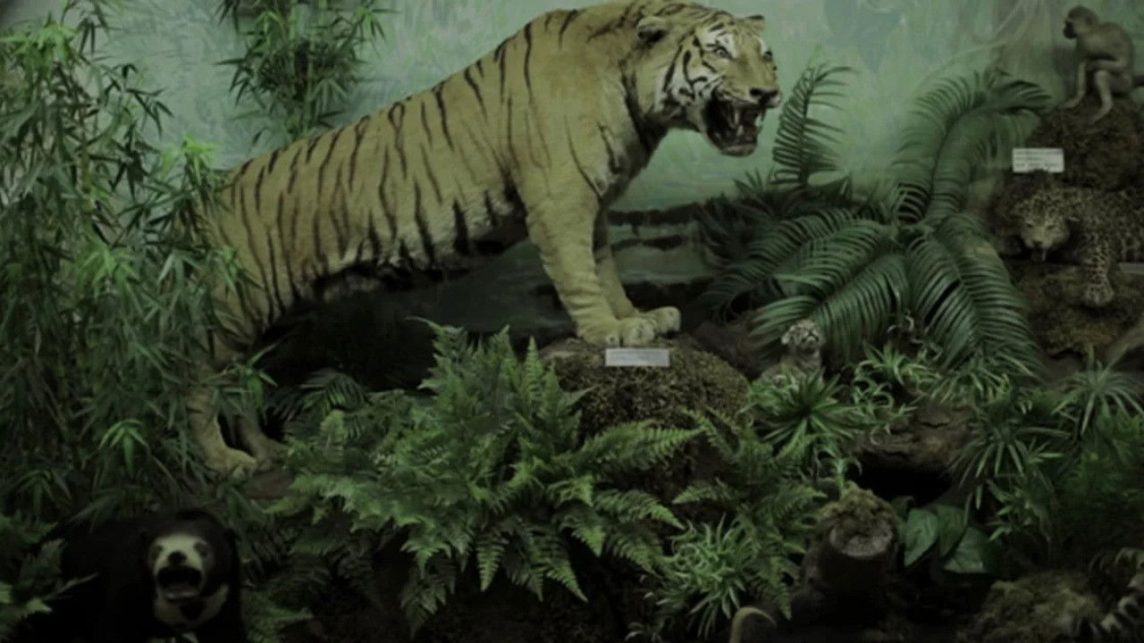 Washingtonia backdrop