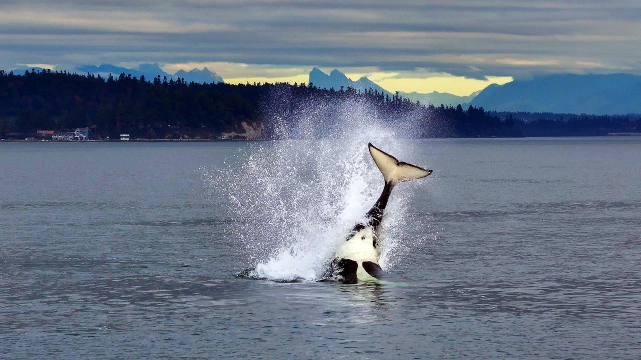 Orcas - Life in Black and White backdrop