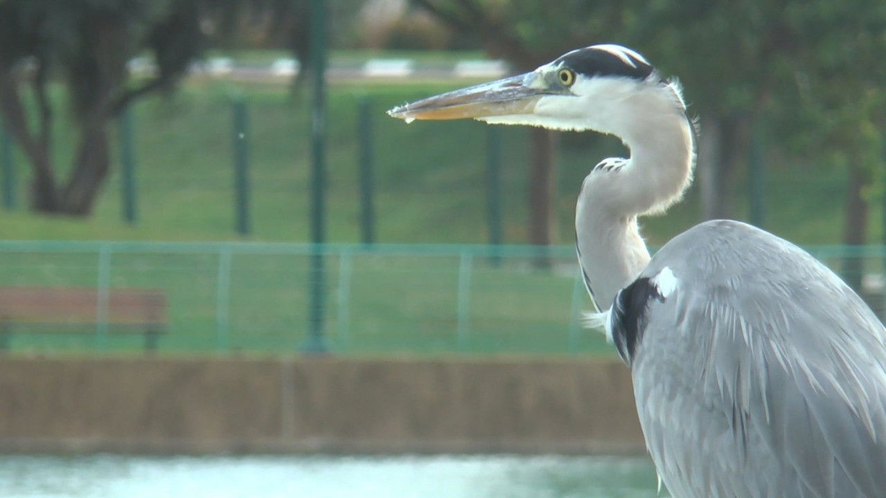 Birds of a Feather Flock Together backdrop
