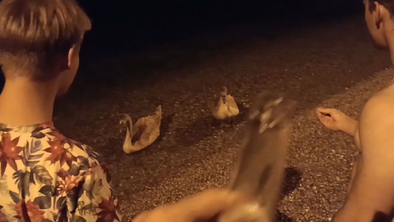 Von Schwänen und Menschen backdrop