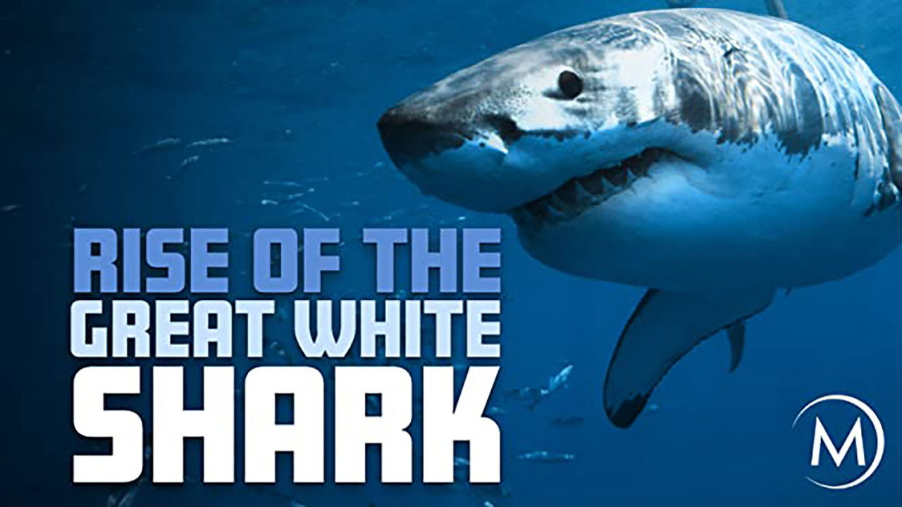 Rise Of The Great White Shark backdrop