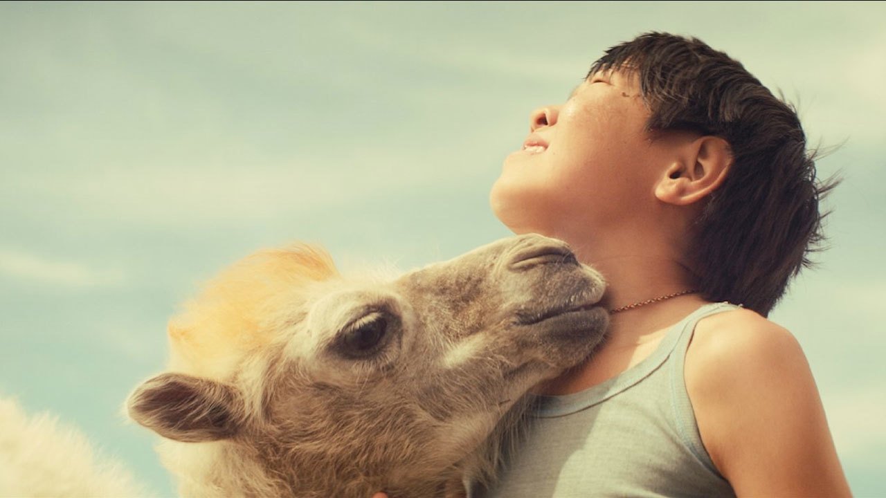 Celestial Camel backdrop