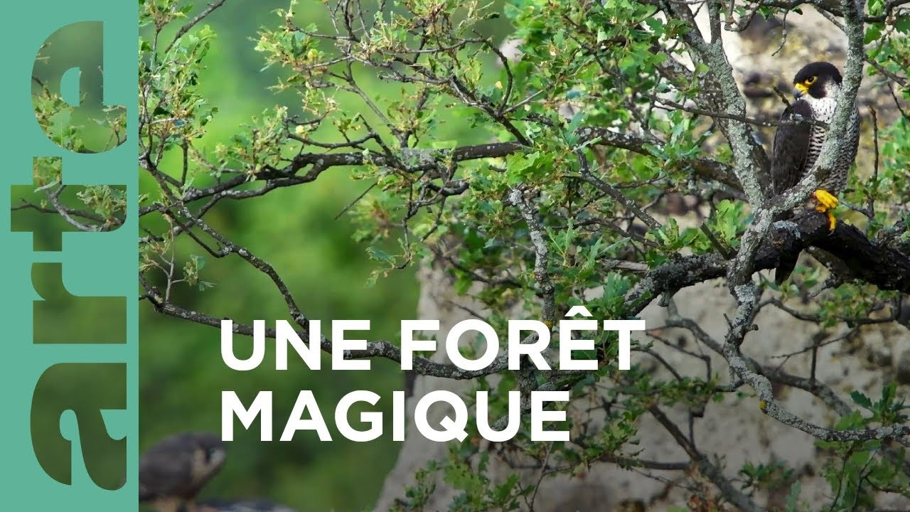 Au cœur d'une forêt magique backdrop