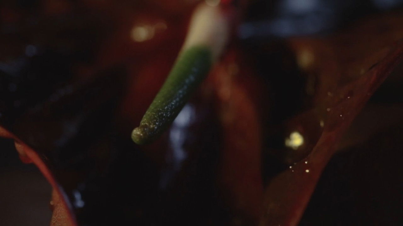 The Decadence backdrop