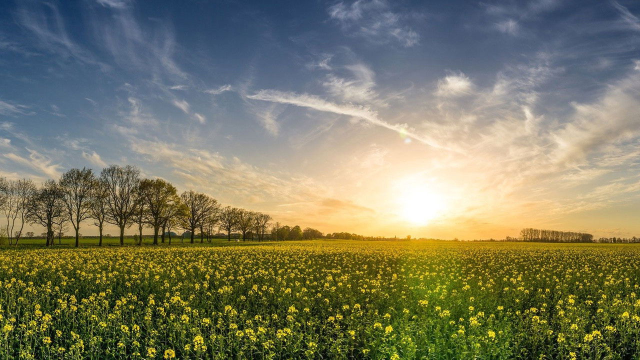 Die grüne Revolution - Bio statt Kohle und Öl? backdrop