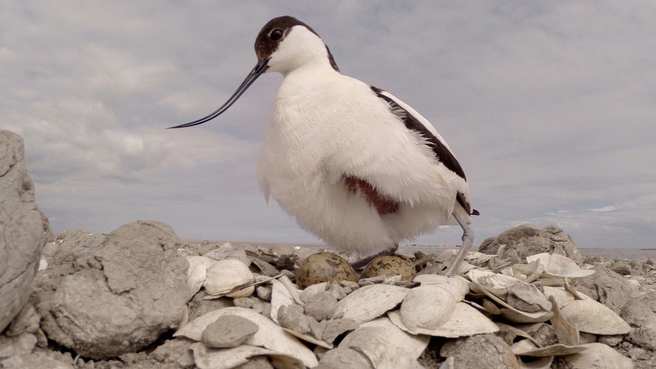 Marker Wadden backdrop
