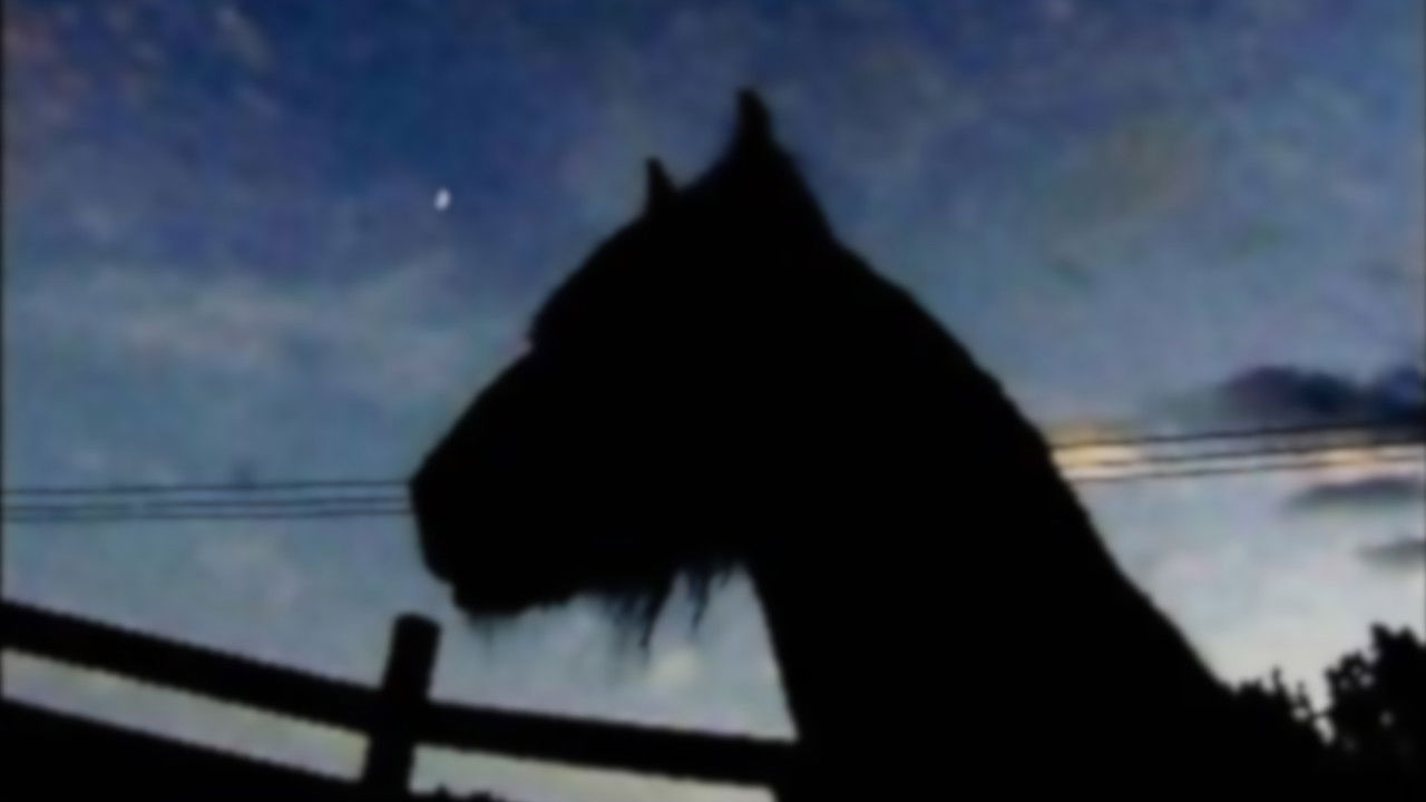 The Circus Horse backdrop