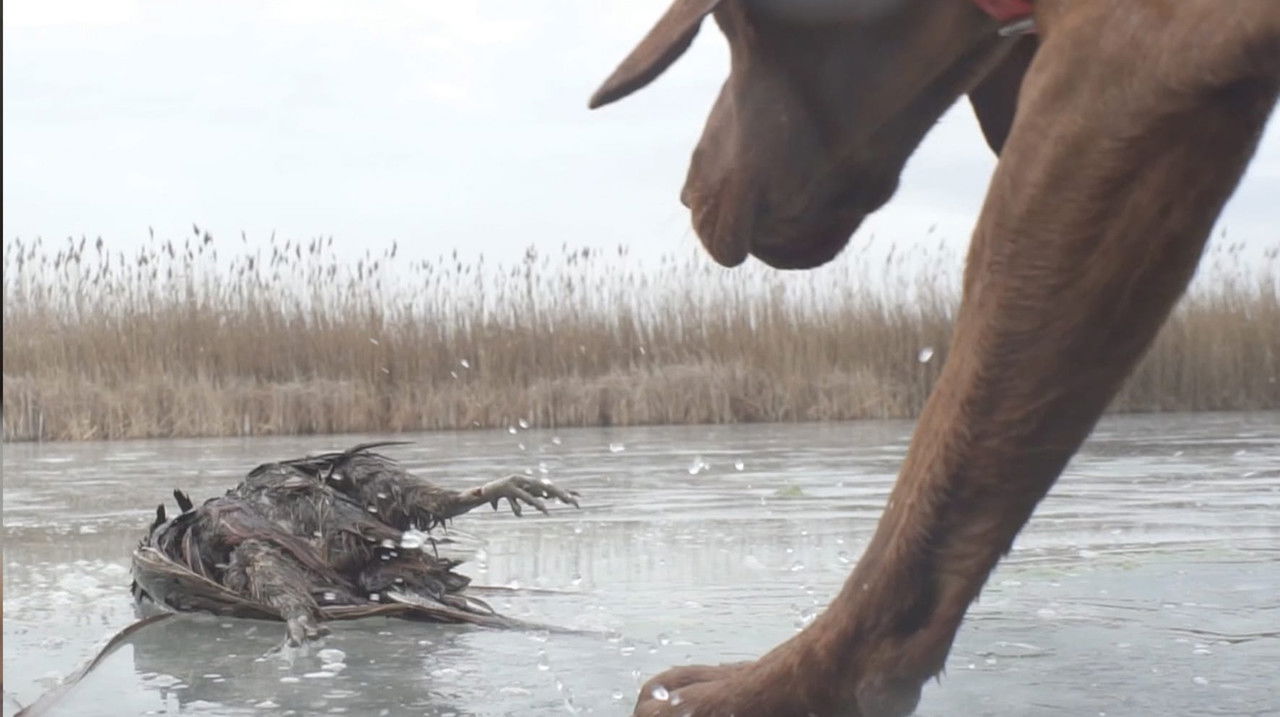 Vadásztársak backdrop