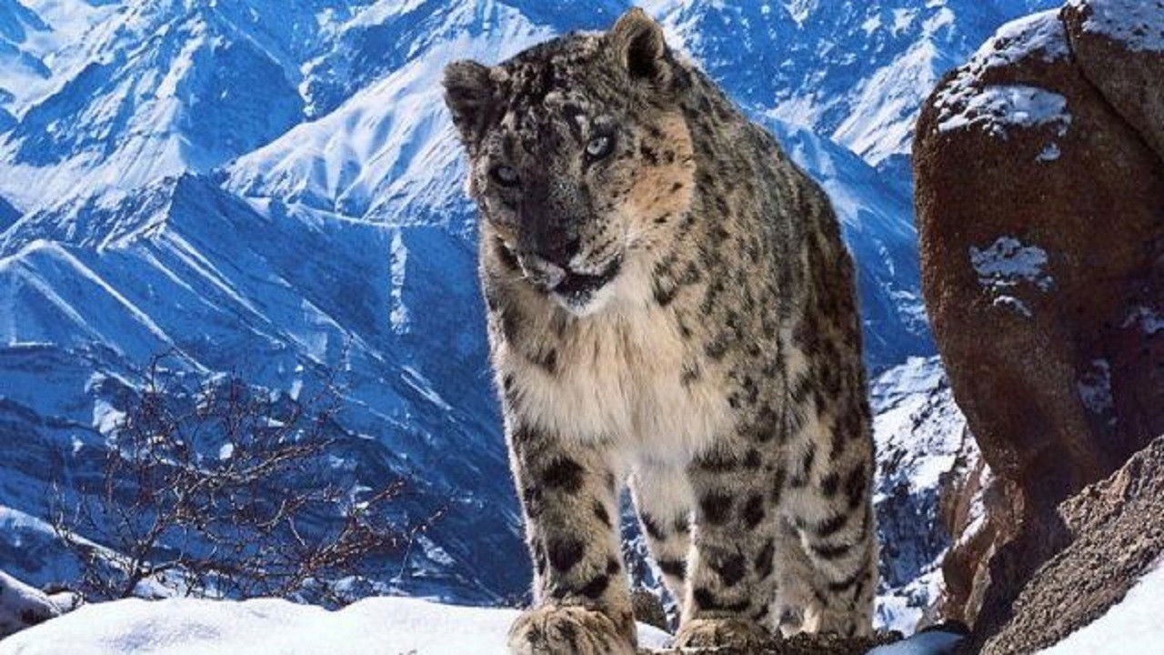 Planet Earth backdrop