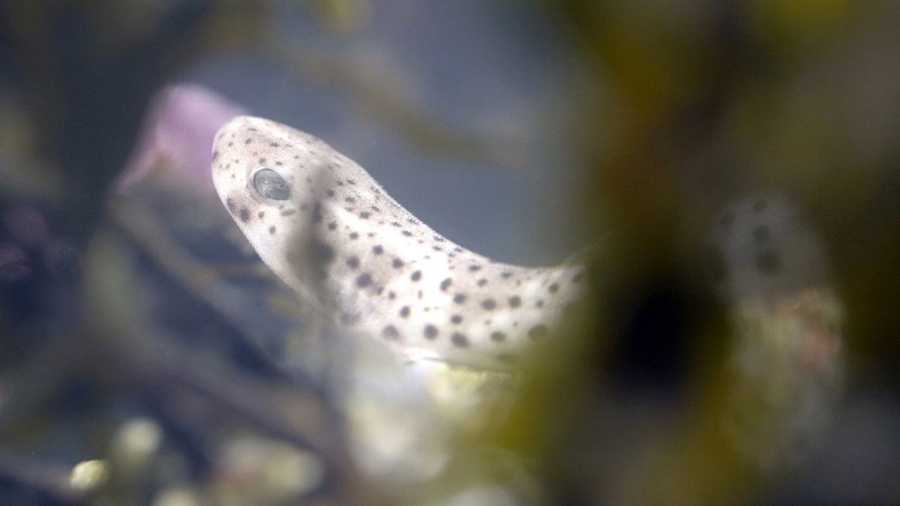 Le grand cirque des marées backdrop