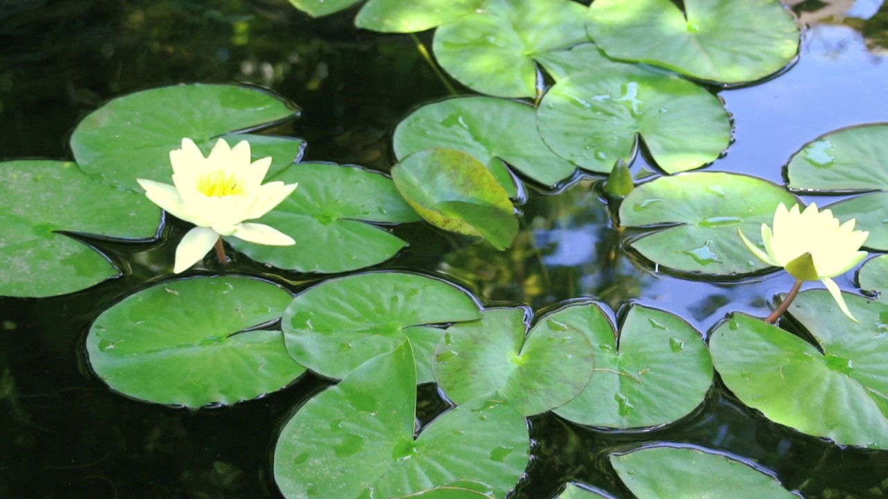 BluScenes: Flowering Gardens backdrop