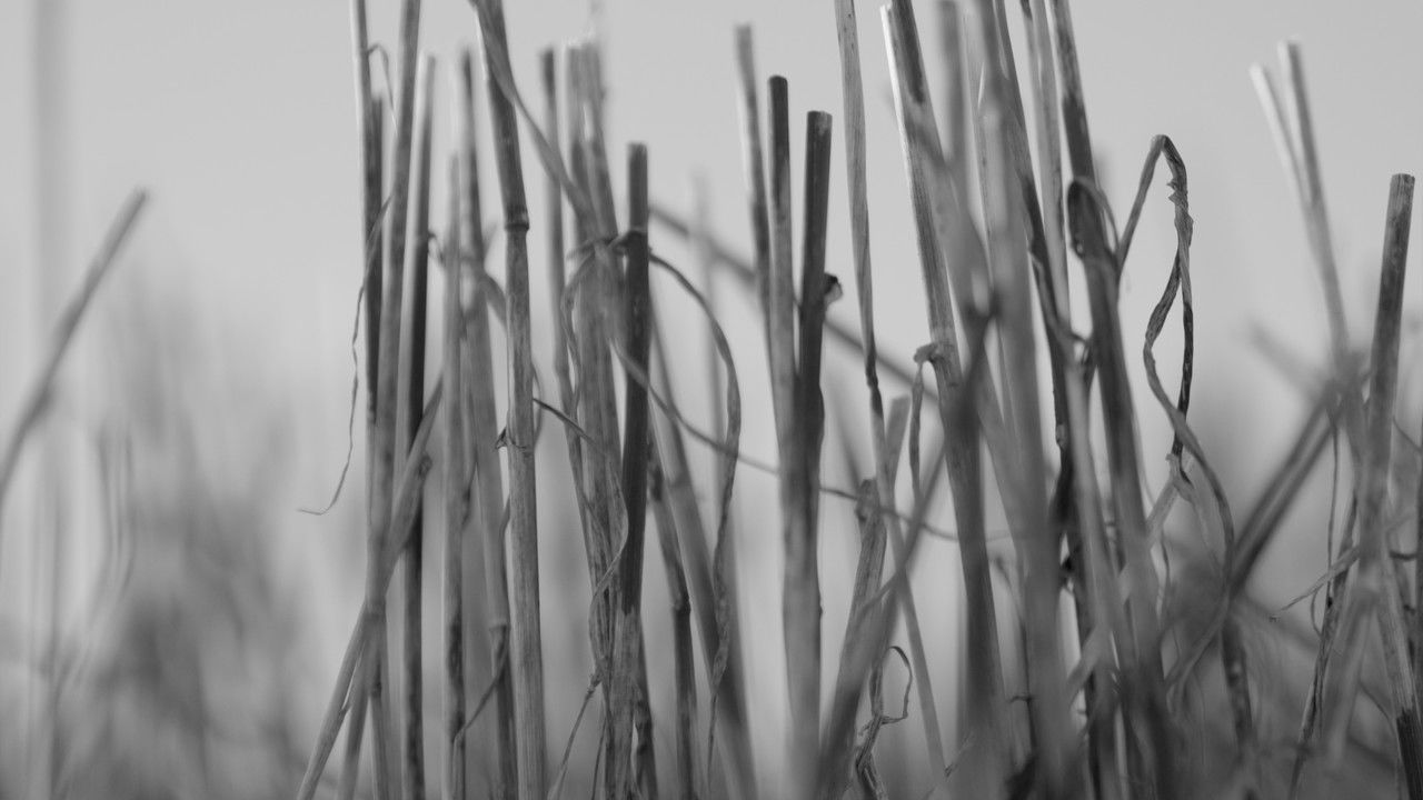 Solastalgia backdrop