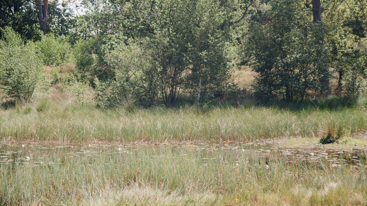 En Plein Air backdrop