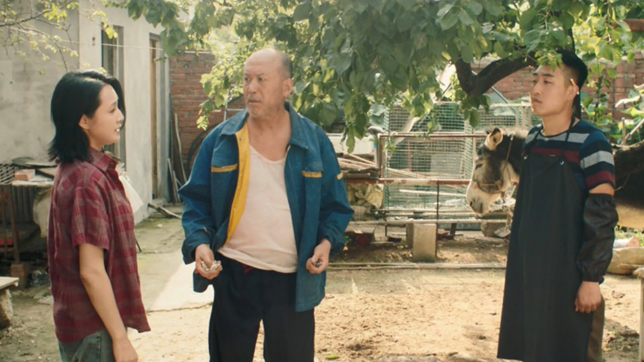 Donkey On The Tree 2:  Stubborn Donkey goes on backdrop