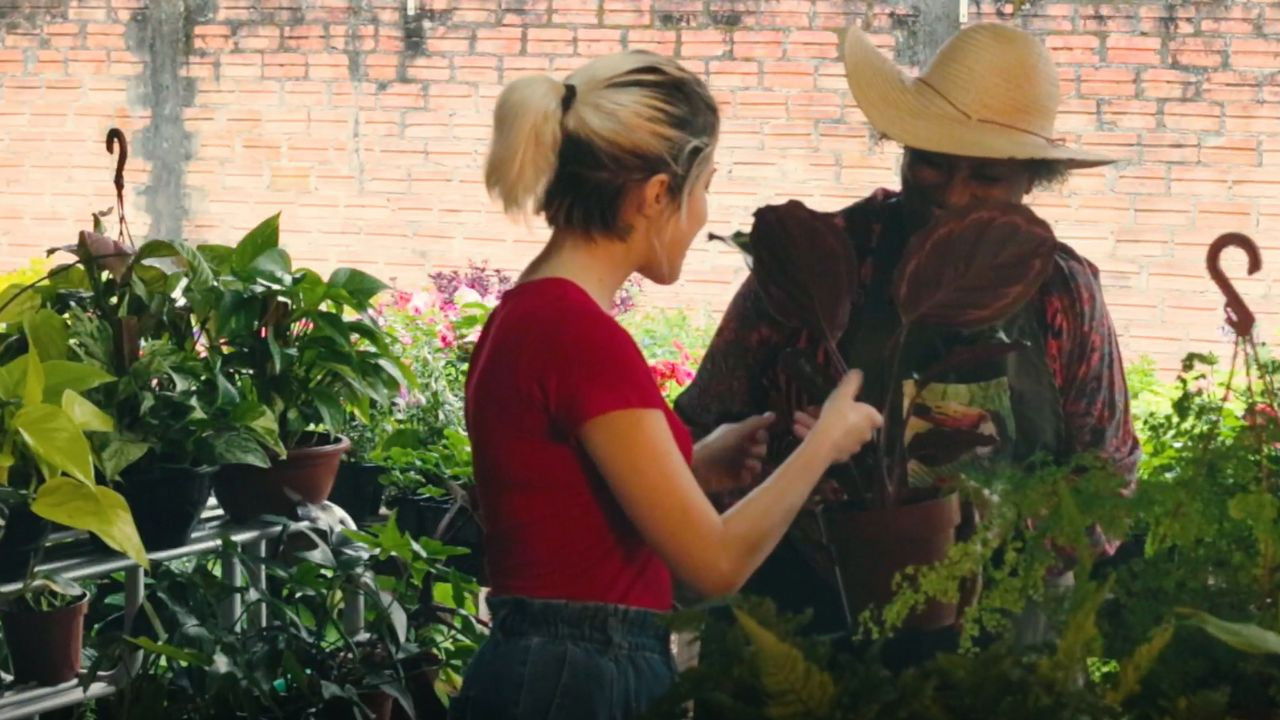 Intercorrência backdrop