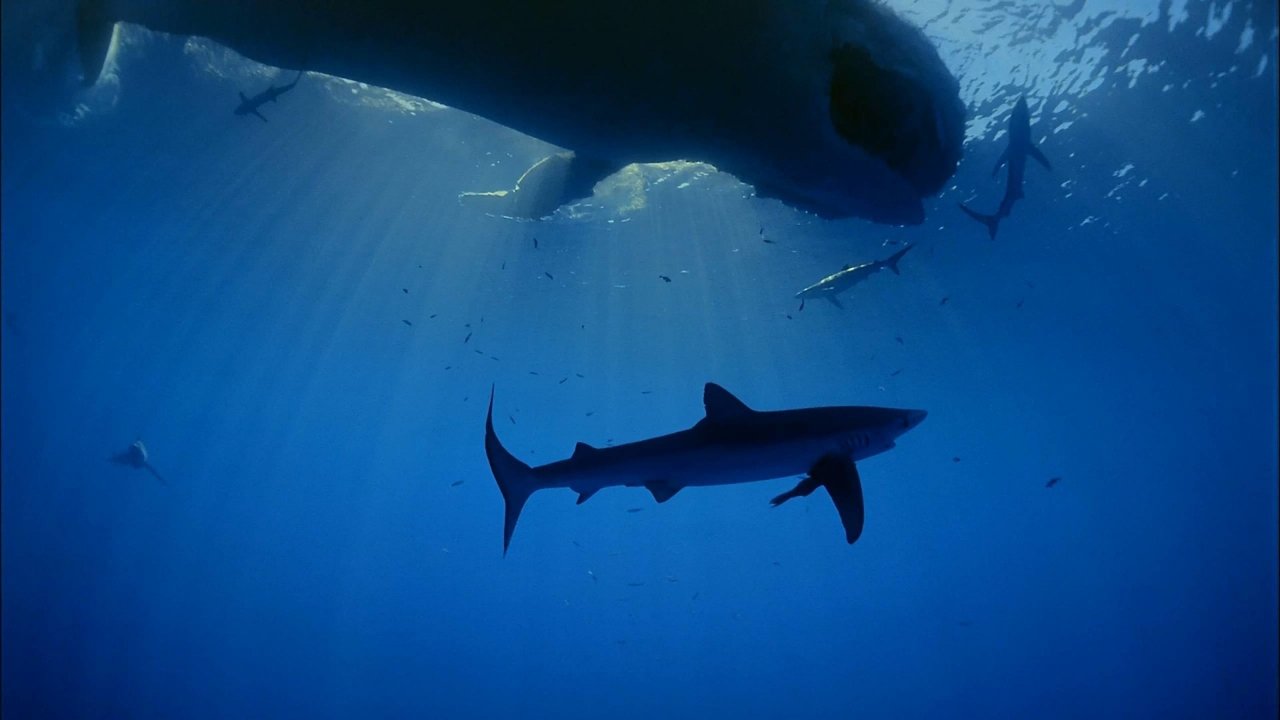 Ocean Oasis backdrop