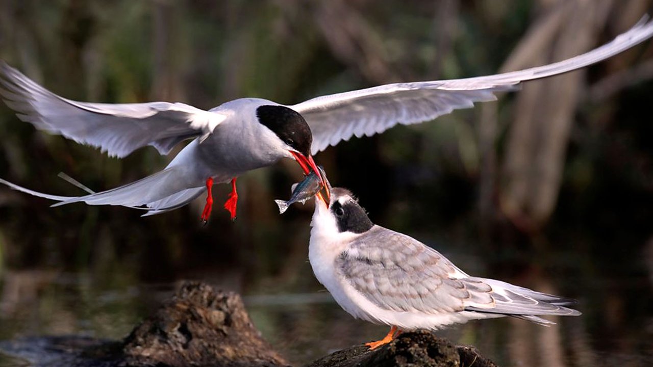 Earth's Seasonal Secrets backdrop