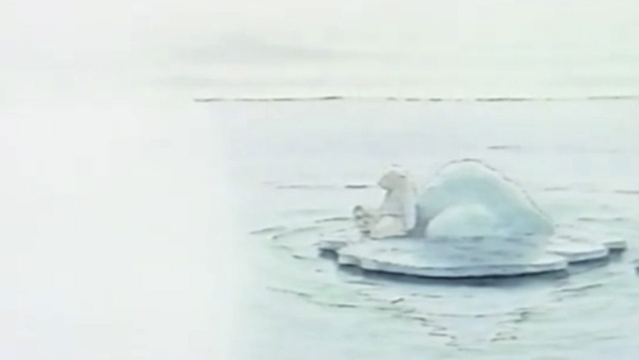 Little Polar Bear backdrop