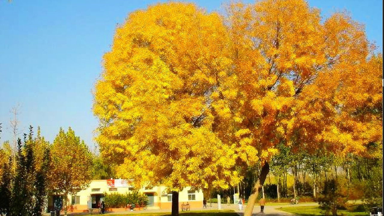 北京深秋的故事 backdrop
