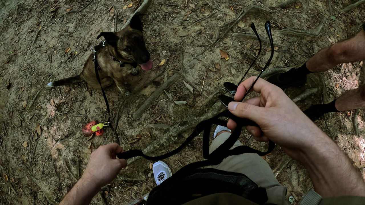 A Tired Dog is a Good Dog Parts 1 & 2 backdrop