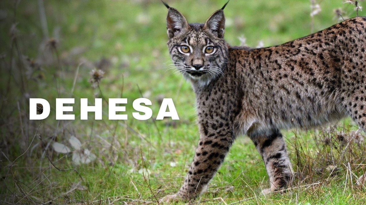 Dehesa: The Forest of the Iberian Lynx backdrop