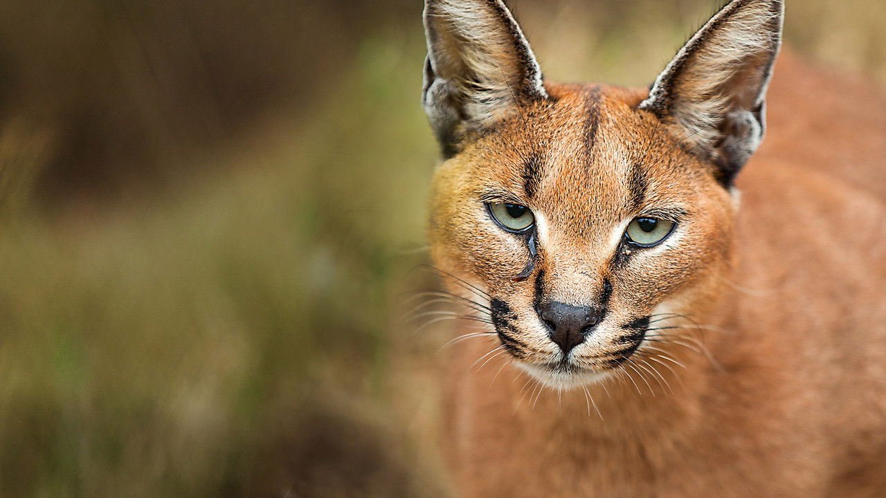 Wild Little Cats backdrop