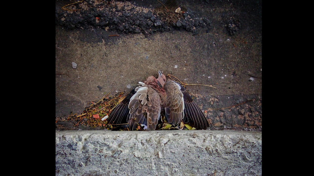 Estranho Animal backdrop