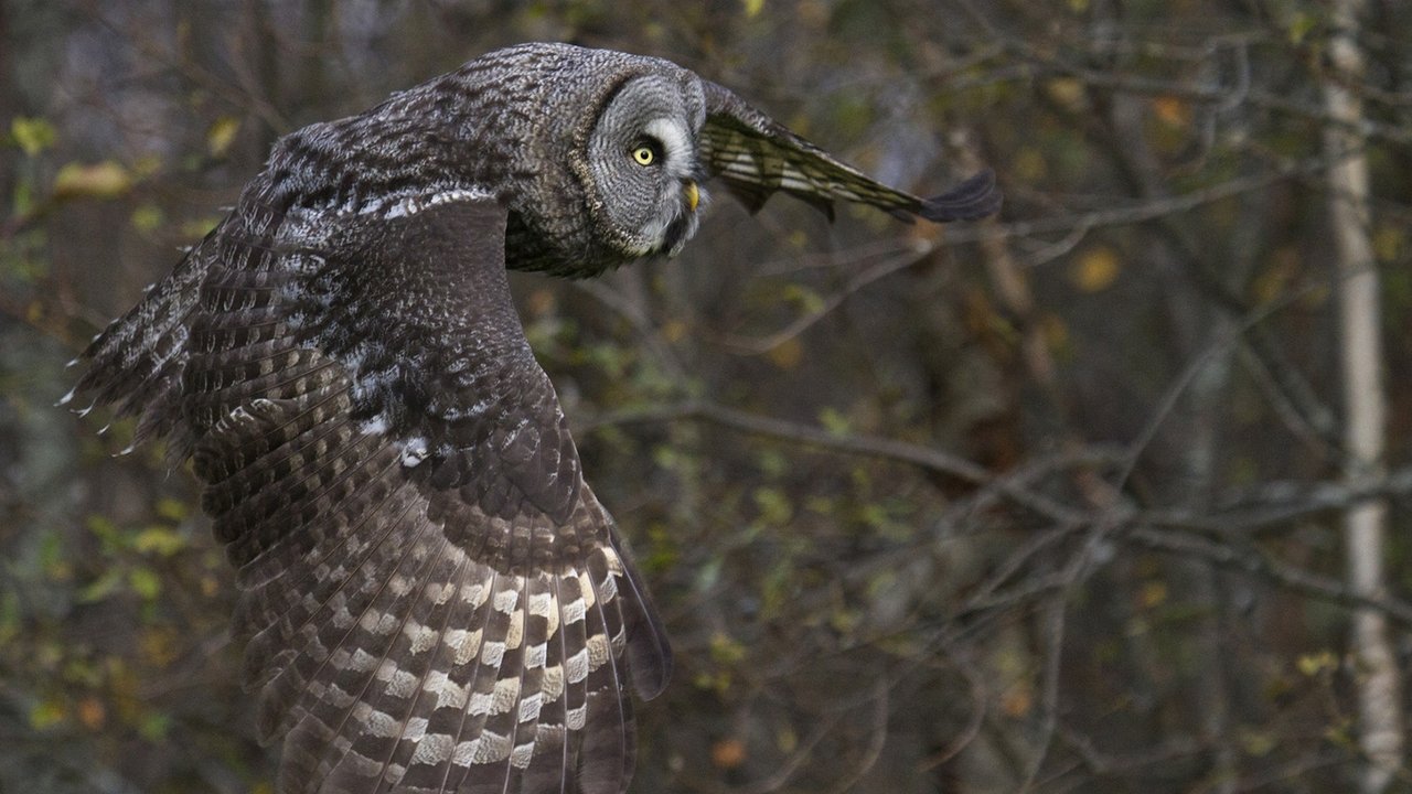 Tale of a Forest backdrop