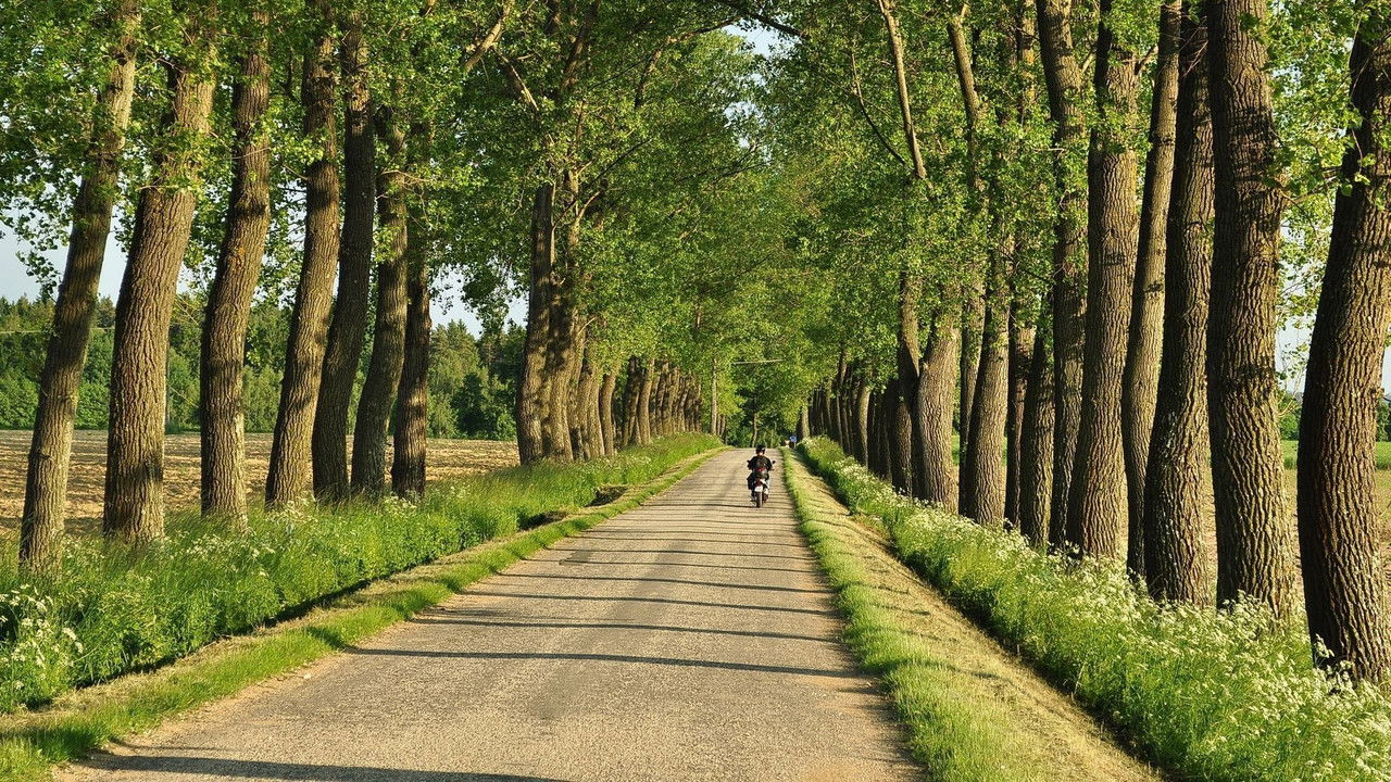 Aleje jako součást naší krajiny backdrop
