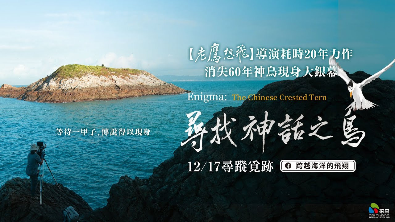 Enigma: The Chinese Crested Tern backdrop