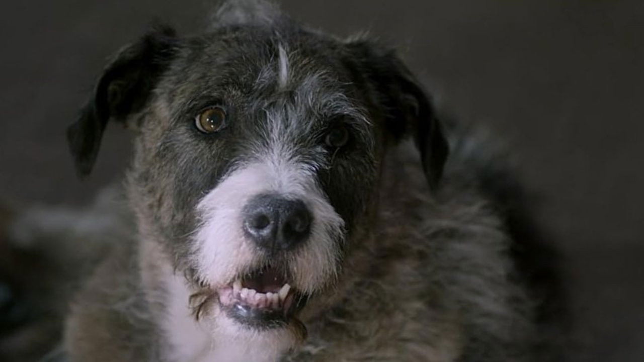 Life with Dog backdrop