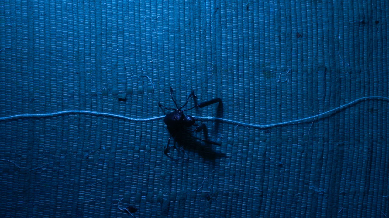 Aracne (ou a araña que non podía tecer) backdrop