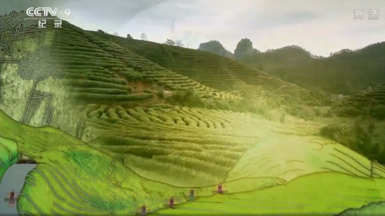 茶叶之路 backdrop