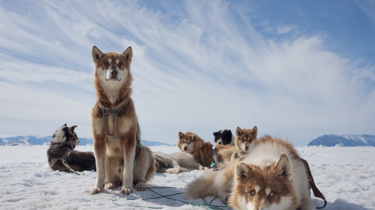 Arctic Circle backdrop