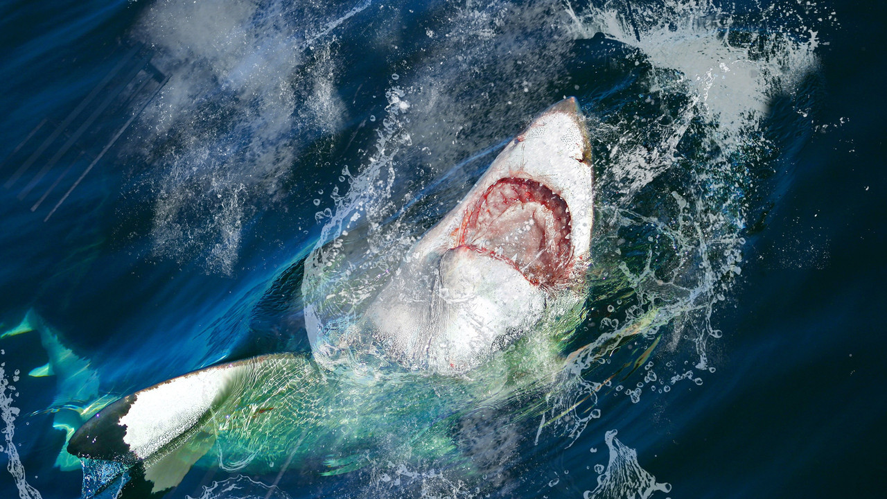 Jaws Invasion backdrop