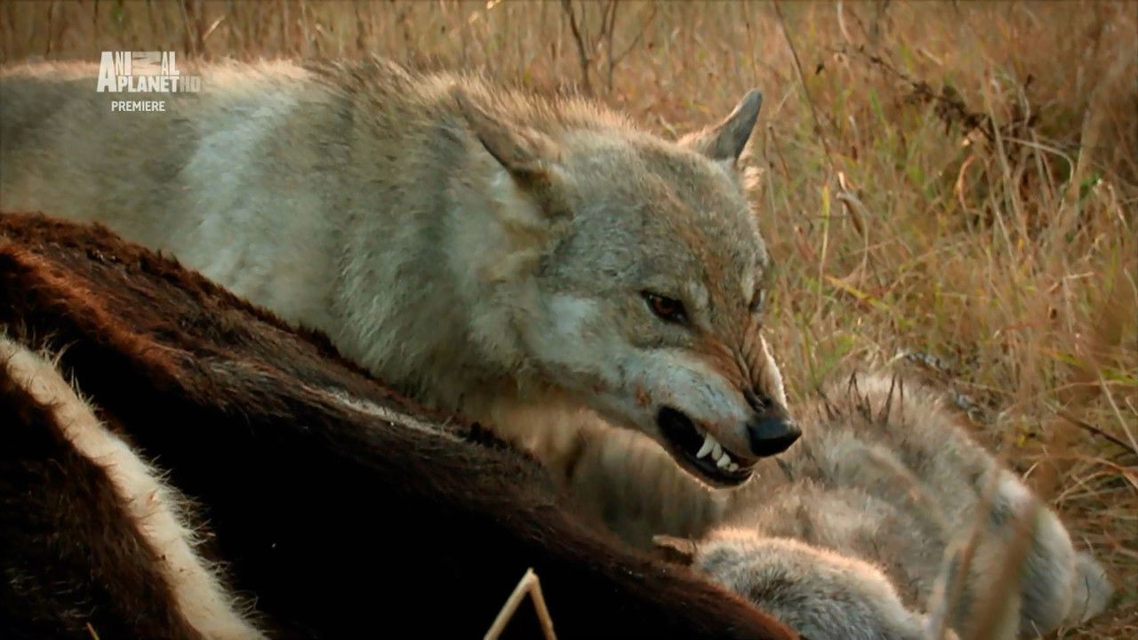Life After: Chernobyl backdrop