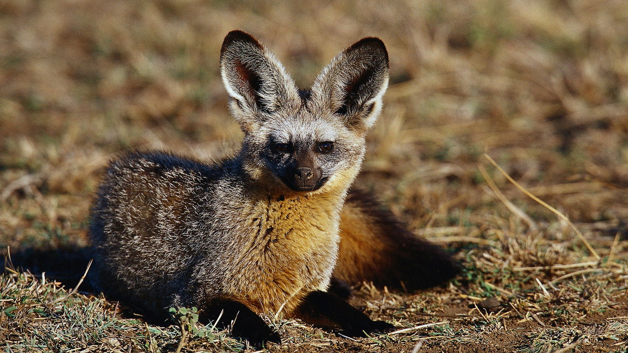 Namibia's Bat-eared Foxes: Survivalists of the Desert backdrop