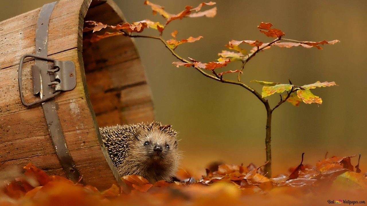 Le voyage épique d'un hérisson backdrop