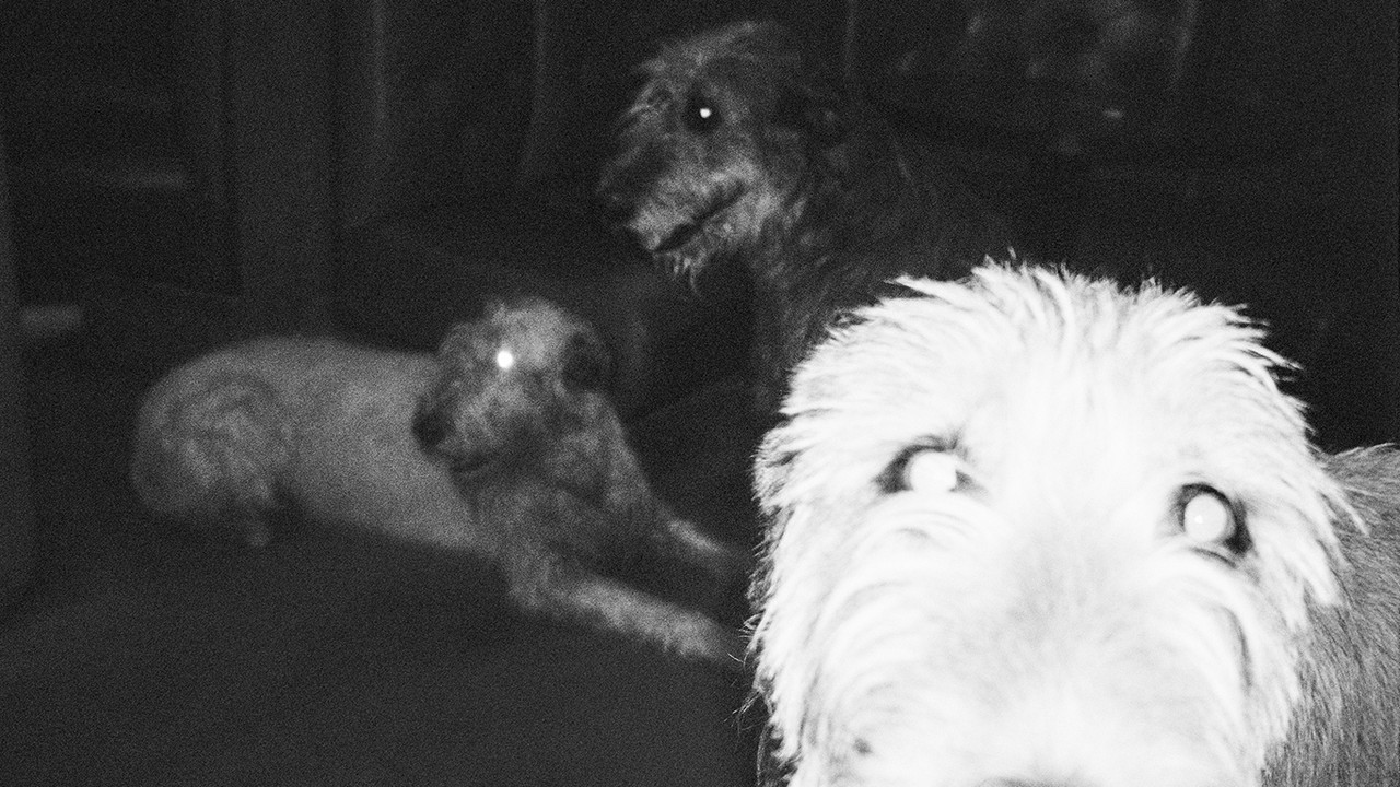 Not the Wound but the Scar backdrop