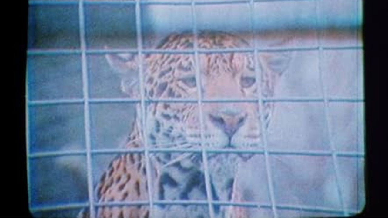 The Mark of Lilith backdrop