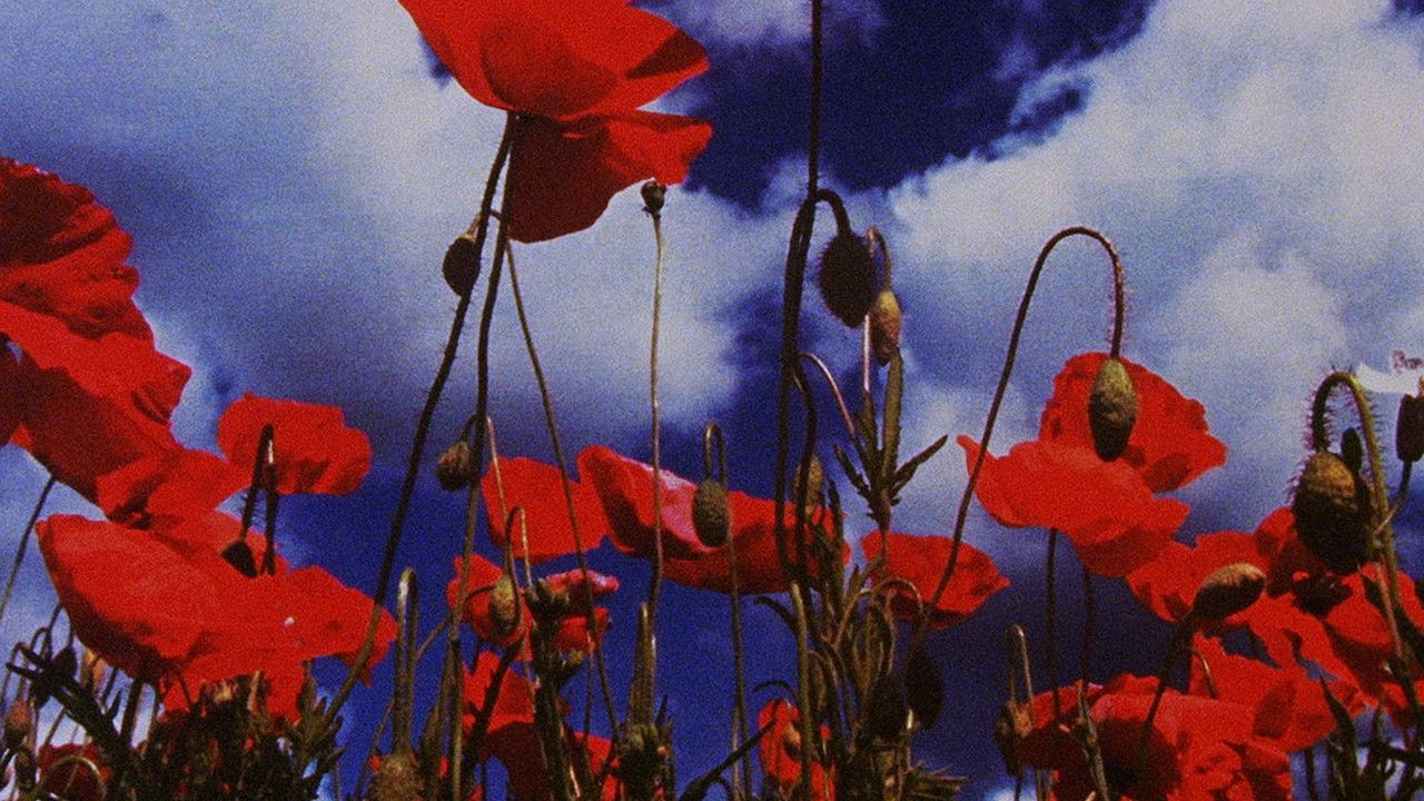 Wasteland No. 1: Ardent Verdant backdrop