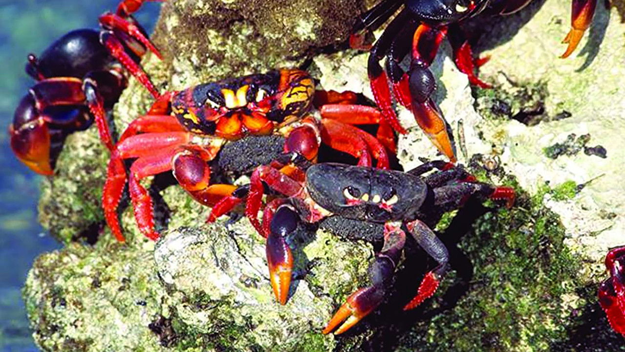 Cuba: Wild Island of the Caribbean backdrop