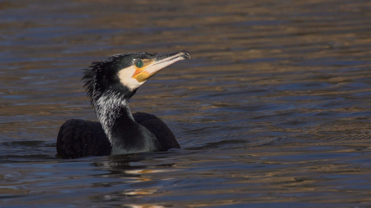 Szigetköz - The Inland Delta of the River Danube backdrop